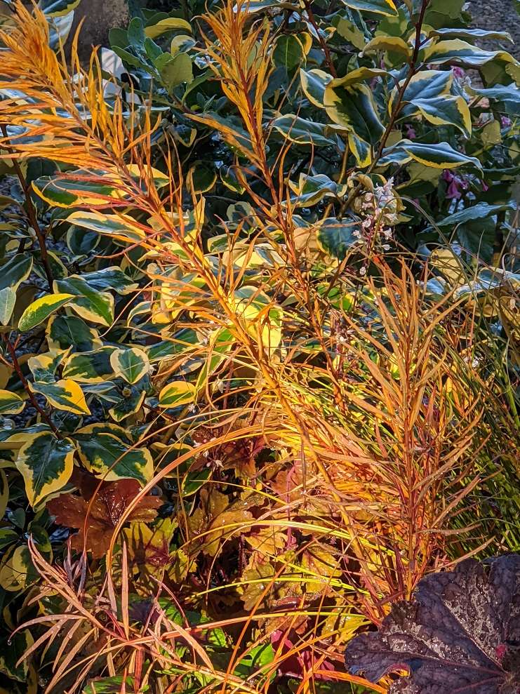 Amsonia hubrichtii 'Butterscotch'