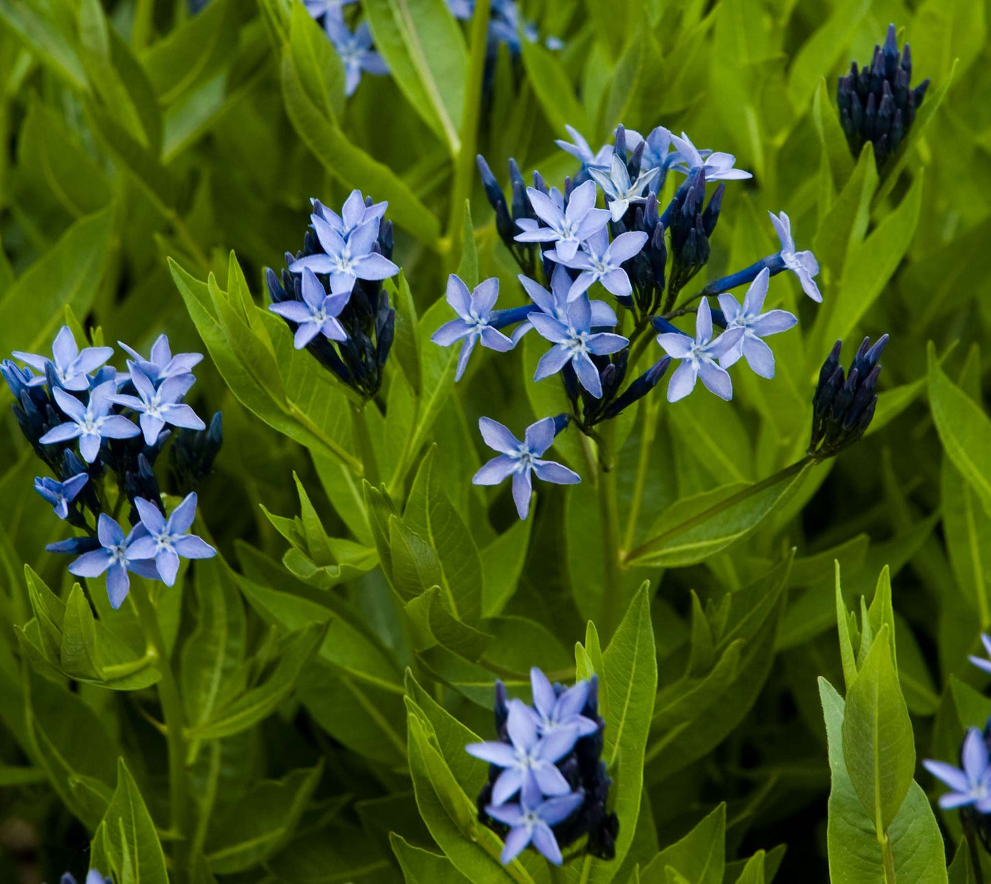 Amsonia tabernaemontana