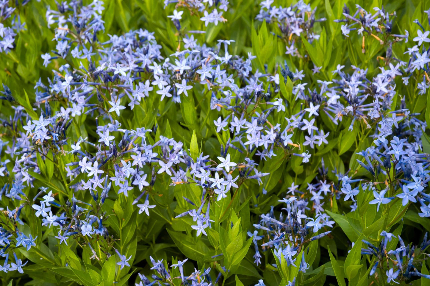 Amsonia tabernaemontana