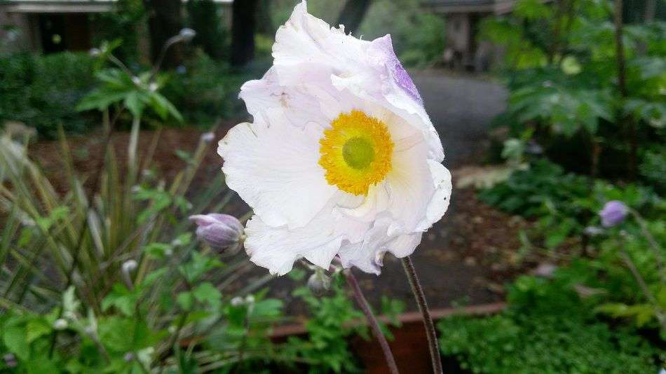 Anemone 'Dreaming Swan' PP27384