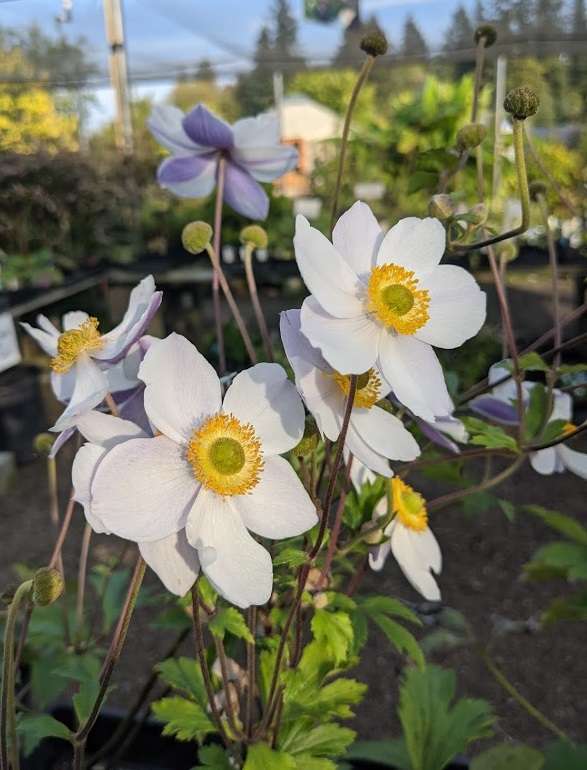 Anemone 'Elfin Swan' PP30496