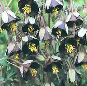 Aquilegia viridiflora 'Chocolate Soldier'