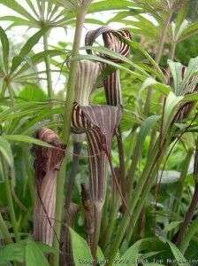Arisaema consanguineum