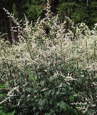 Artemisia lactiflora Guizhou Group