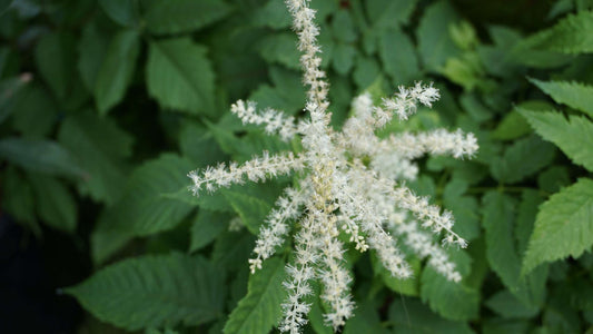 aruncus dioicus