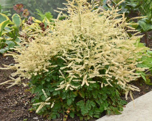 Aruncus 'Chantilly Lace' PPAF