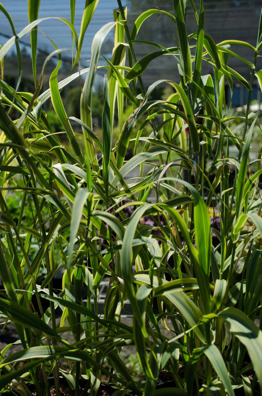arundo donax golden chain