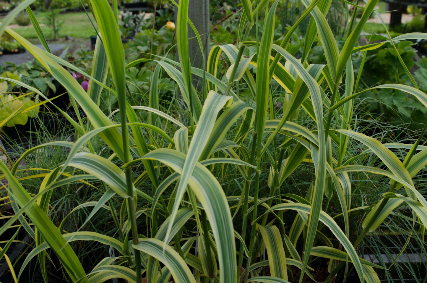 arundo donax golden chain