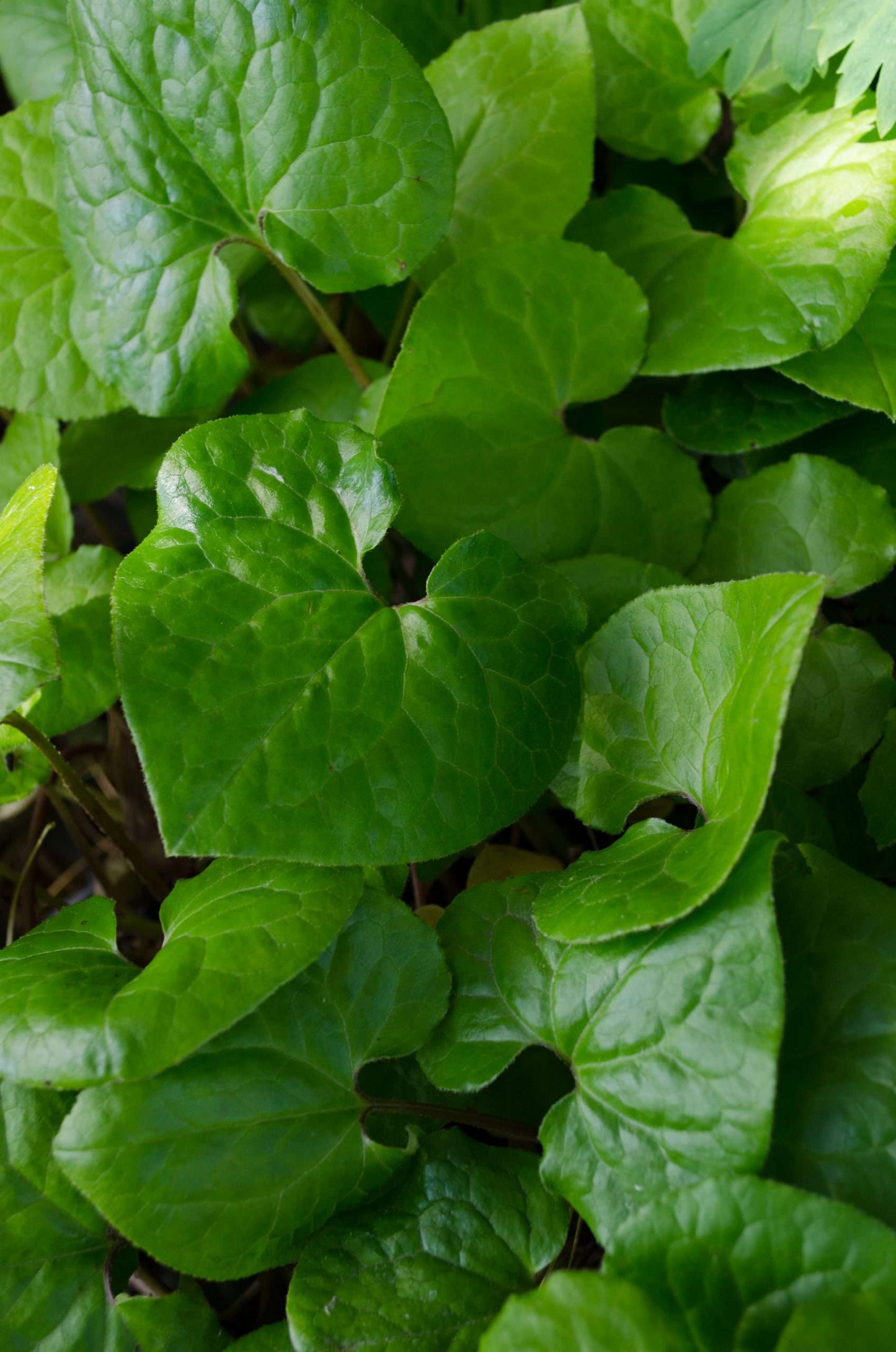 asarum caudatum