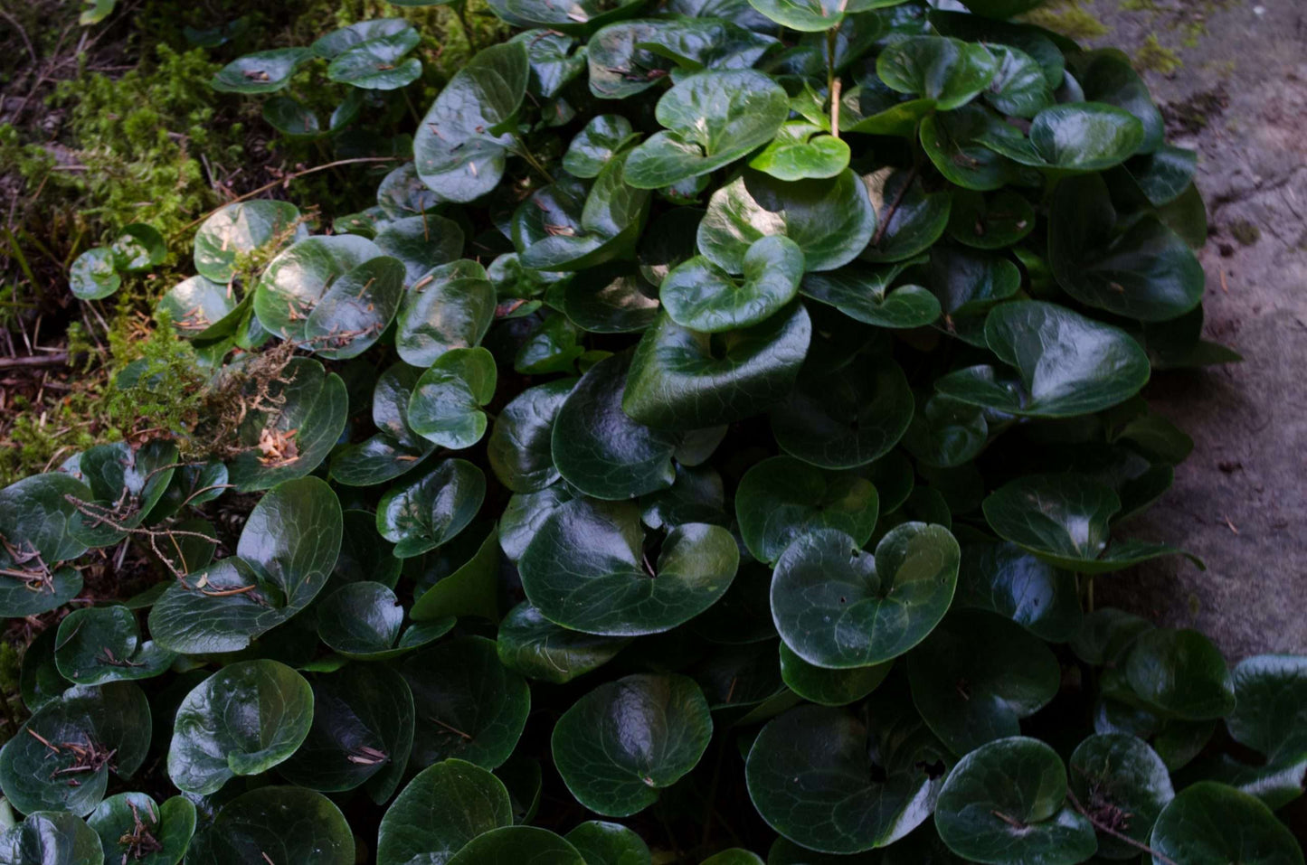 asarum europeum