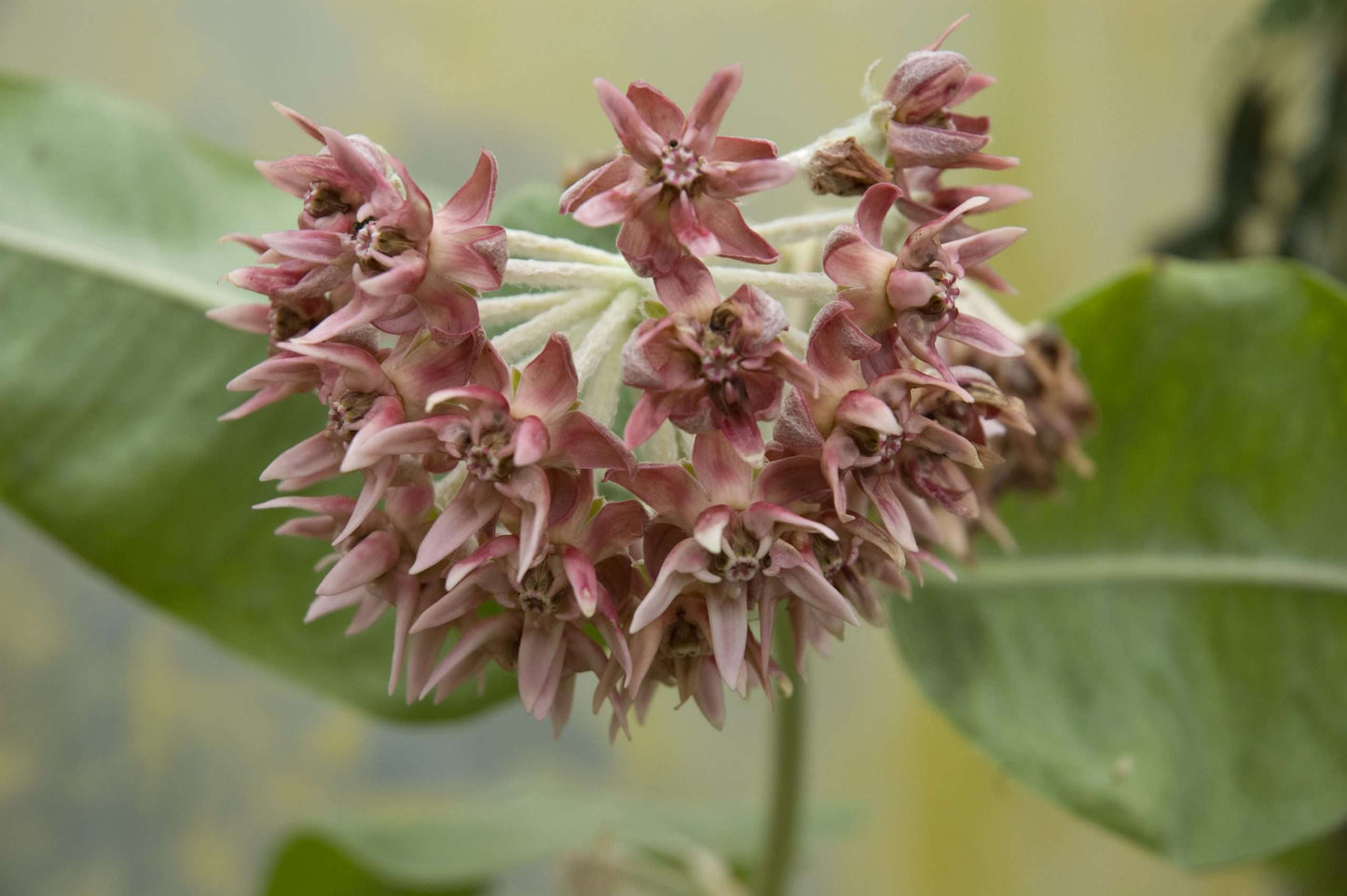 asclepias speciosa