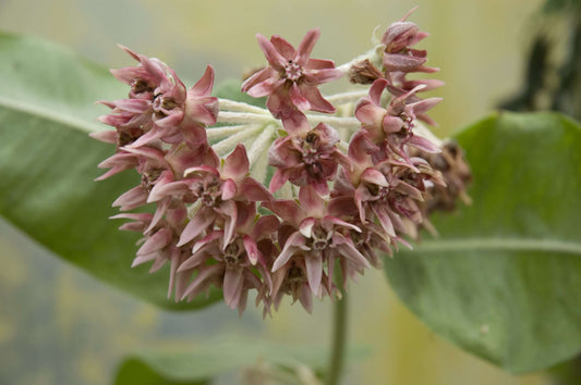 asclepias speciosa