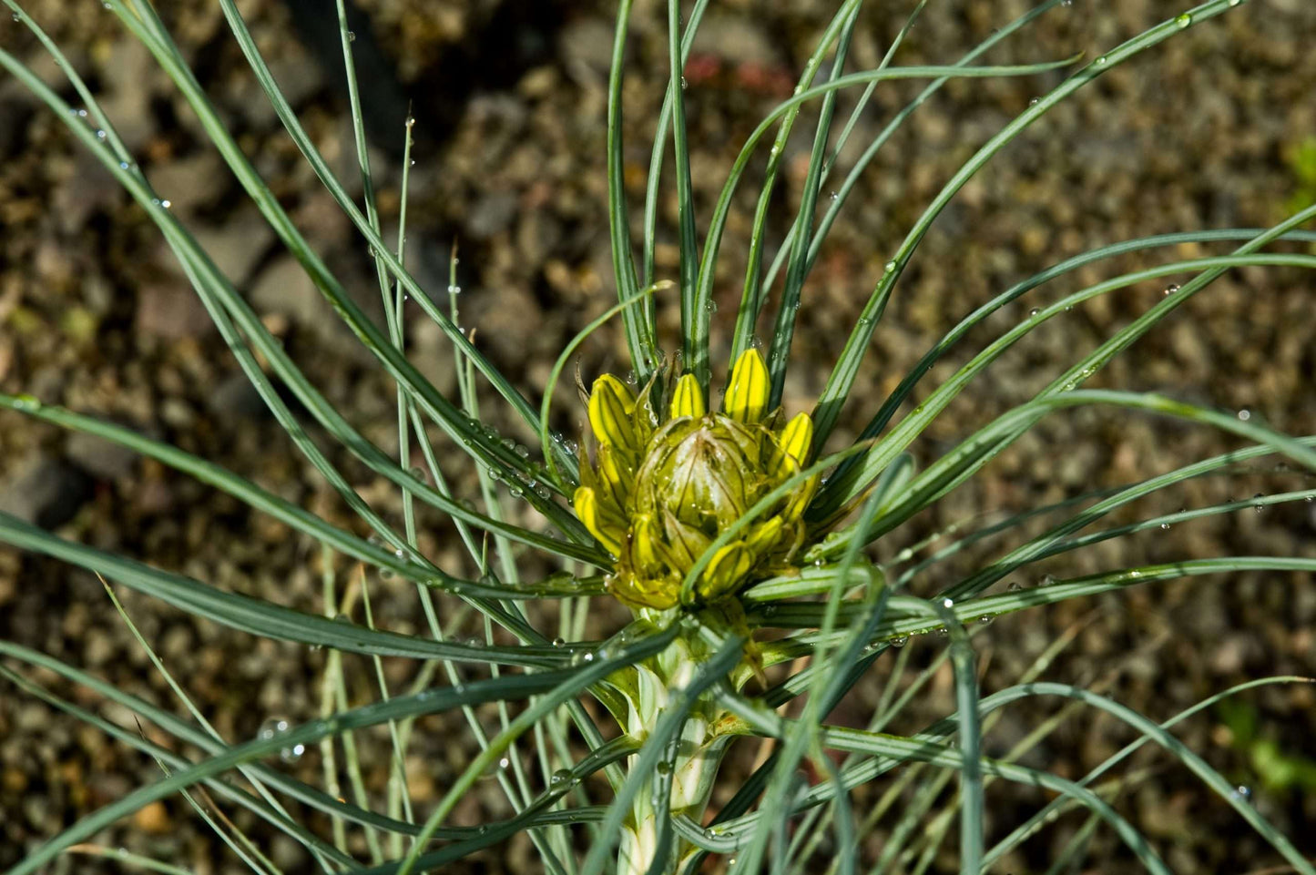 Asphodeline lutea