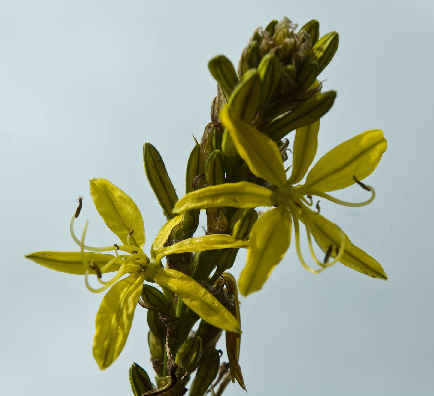 Asphodeline lutea