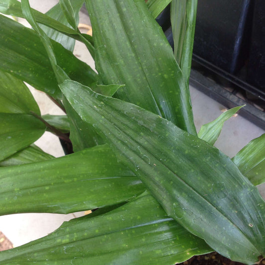 Aspidistra fungilliformis 'China Star'