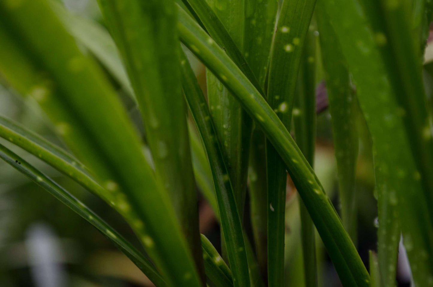 Aspidistra minutiflora 'Spangled Ribbons'