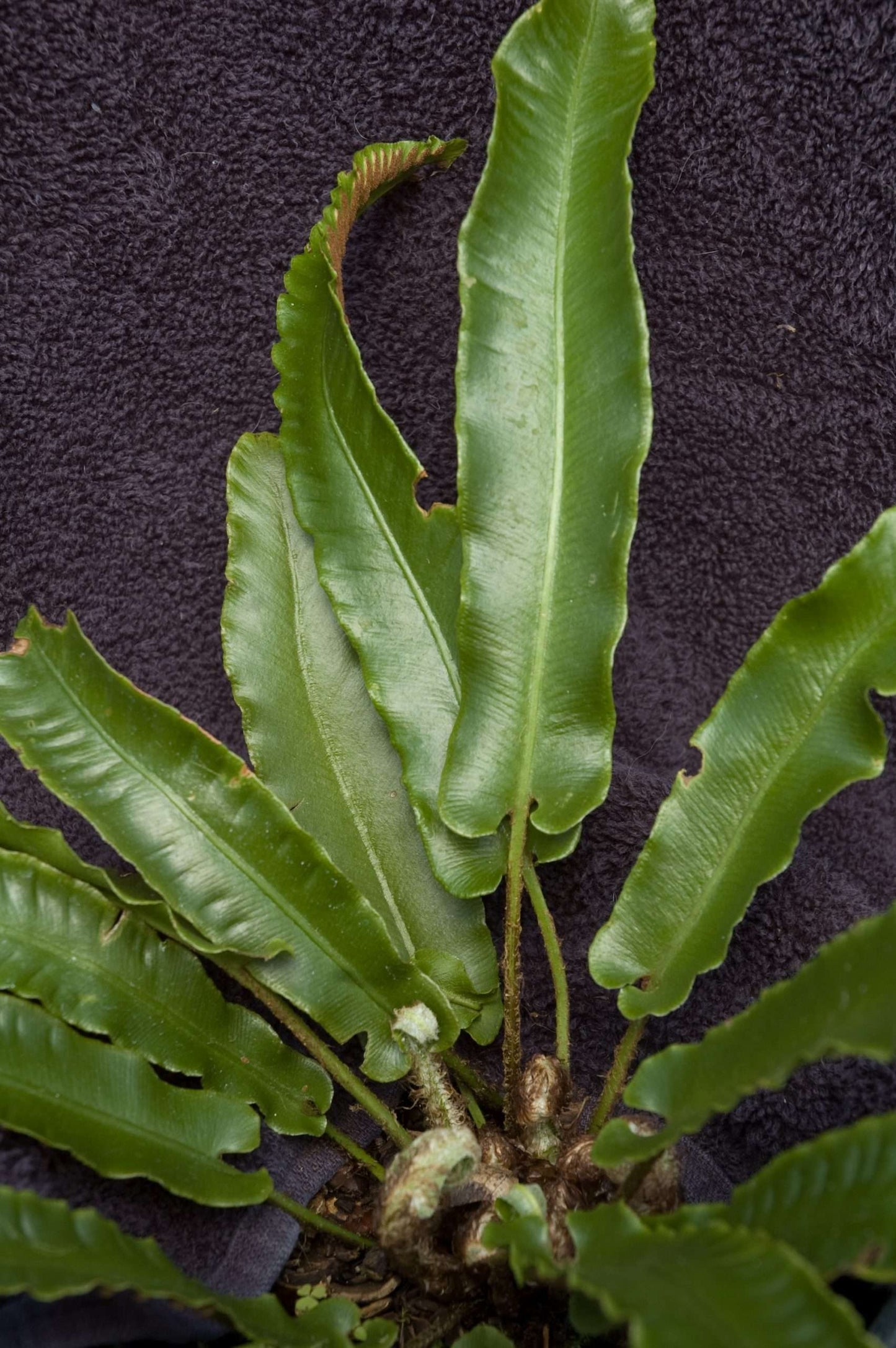 Asplenium scolopendrium 'Undulatum'