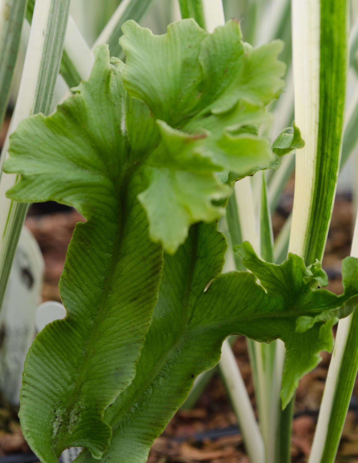 Asplenium scolopendrium 'Furcatum'