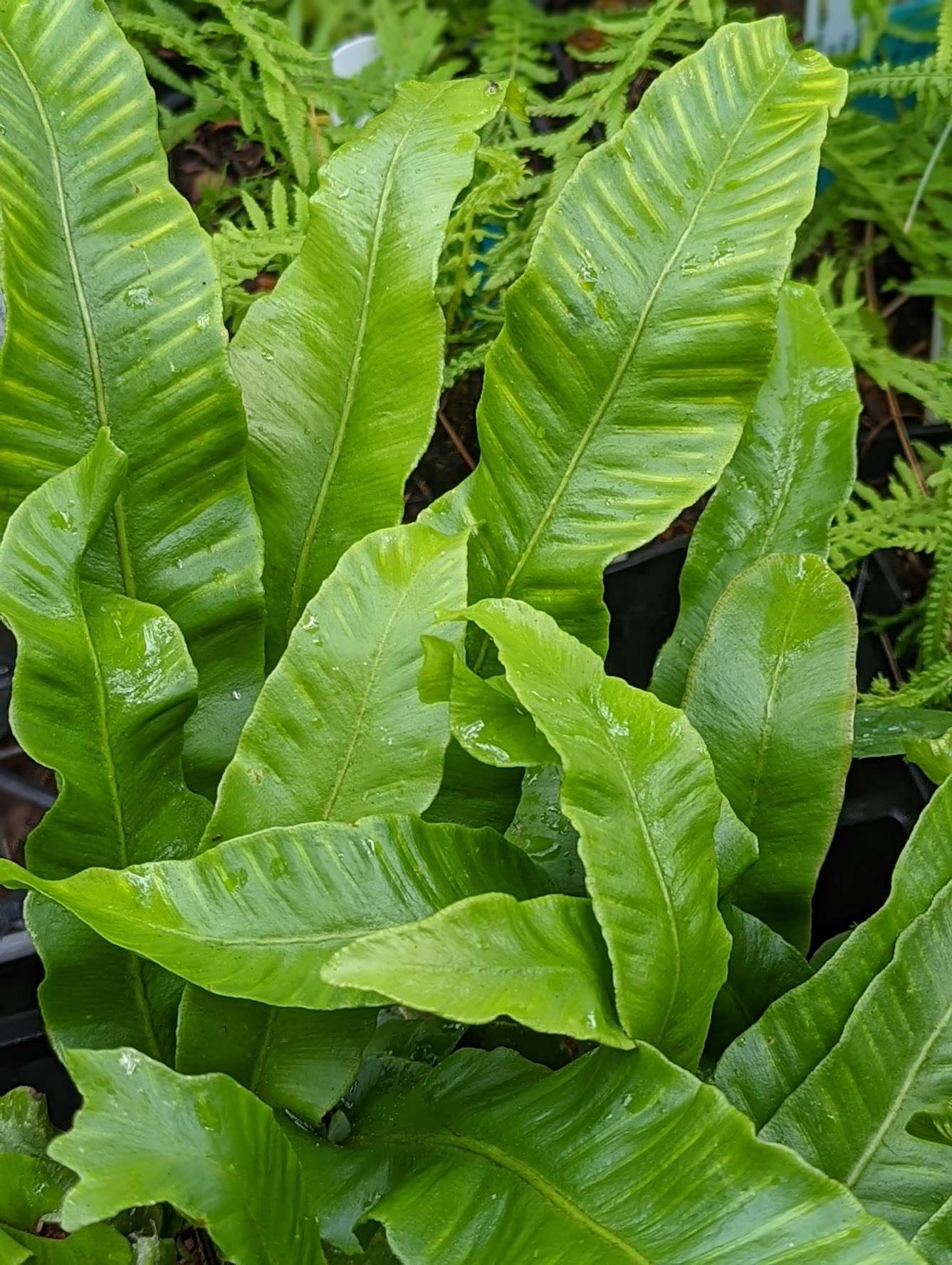 Asplenium scolopendrium