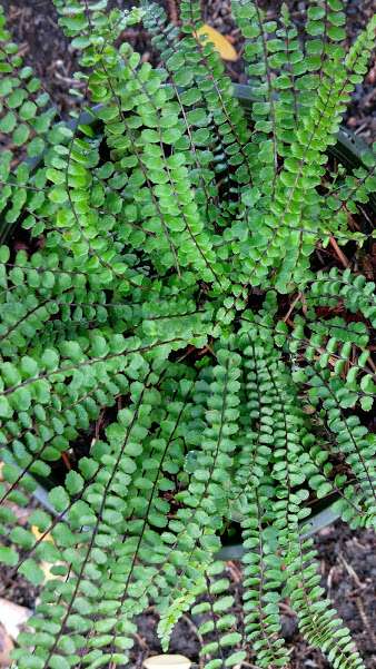 Asplenium trichomanes