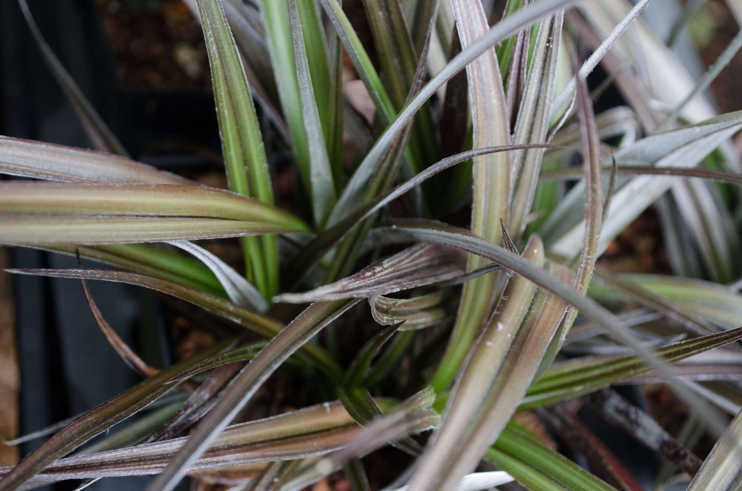 Astelia nivicola 'Red Devil'