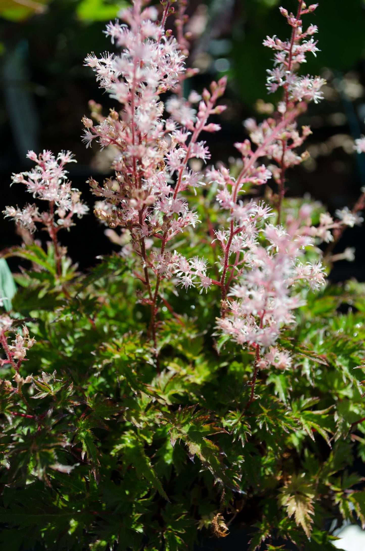 Astilbe glaberrima var. saxatilis