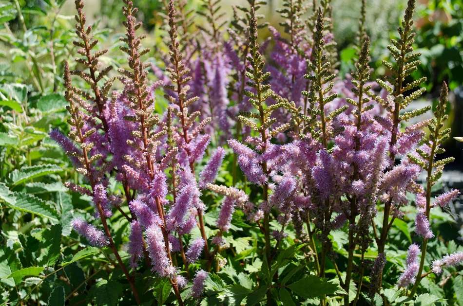 Astilbe x crispa 'Lilliput'