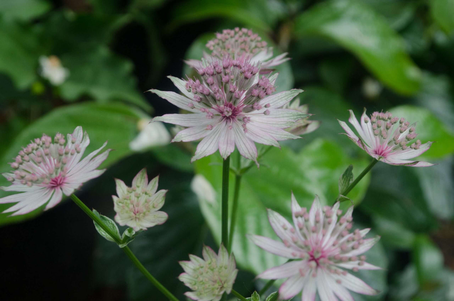 Astrantia major 'Vanilla Gorilla'