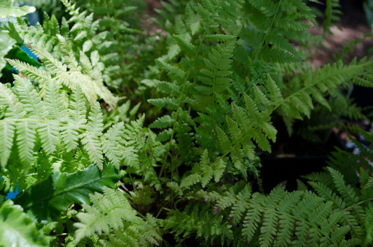 Athyrium filix-femina