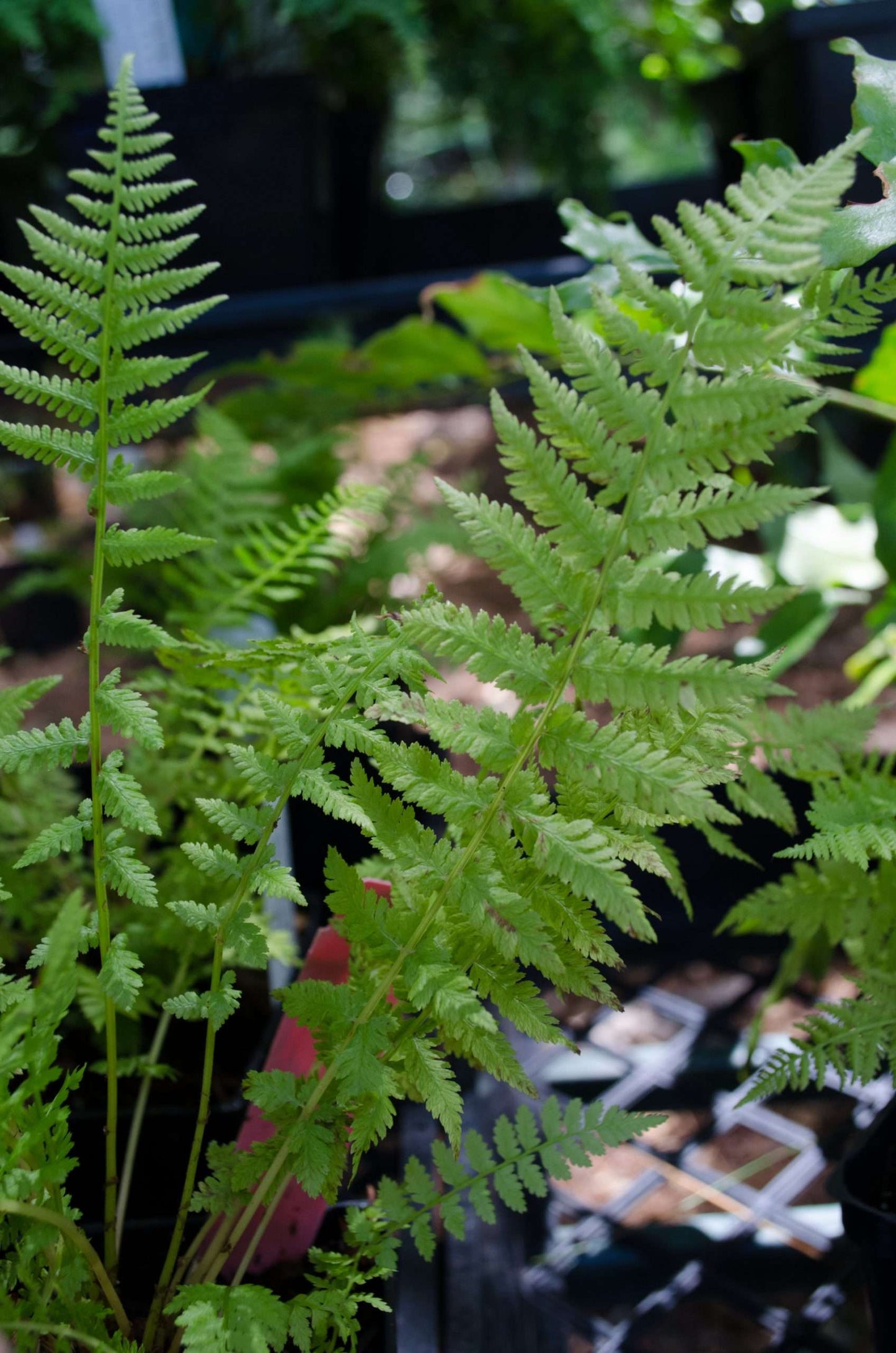 Athyrium filix-femina