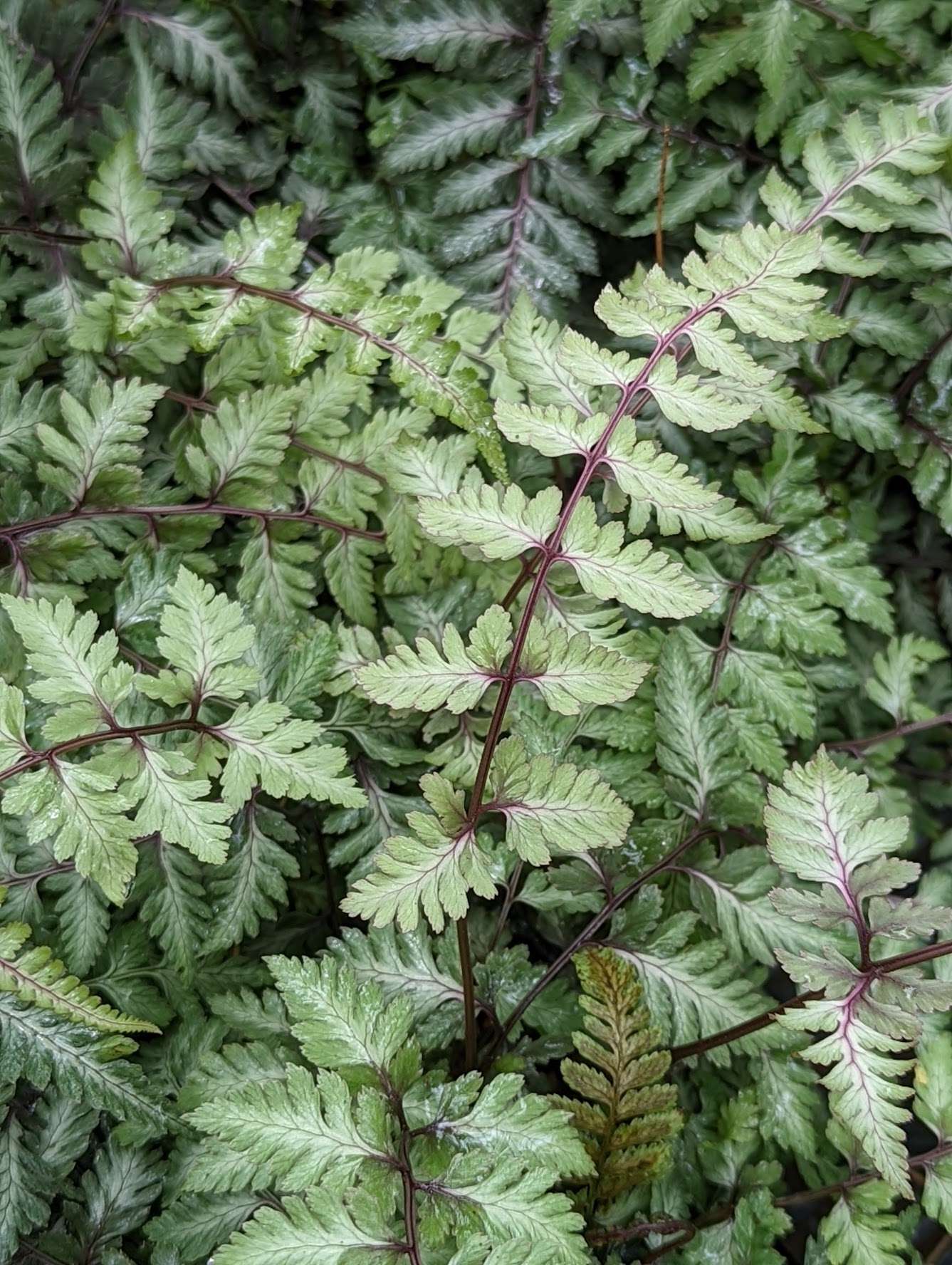 Athyrium nipponicum ‘Godzilla’