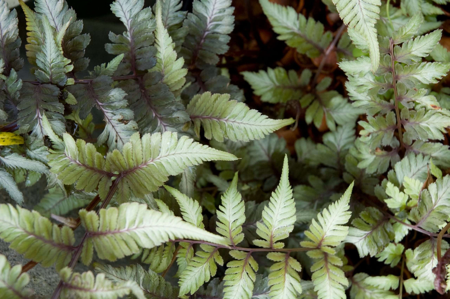 Athyrium niponicum 'Applecourt'