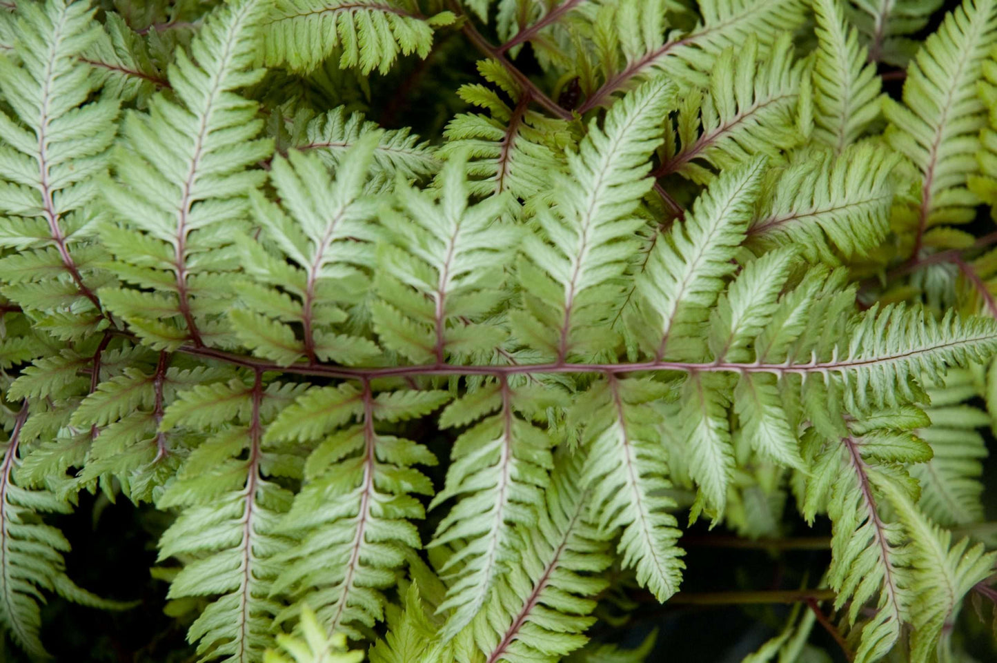 Athyrium niponicum 'Applecourt'