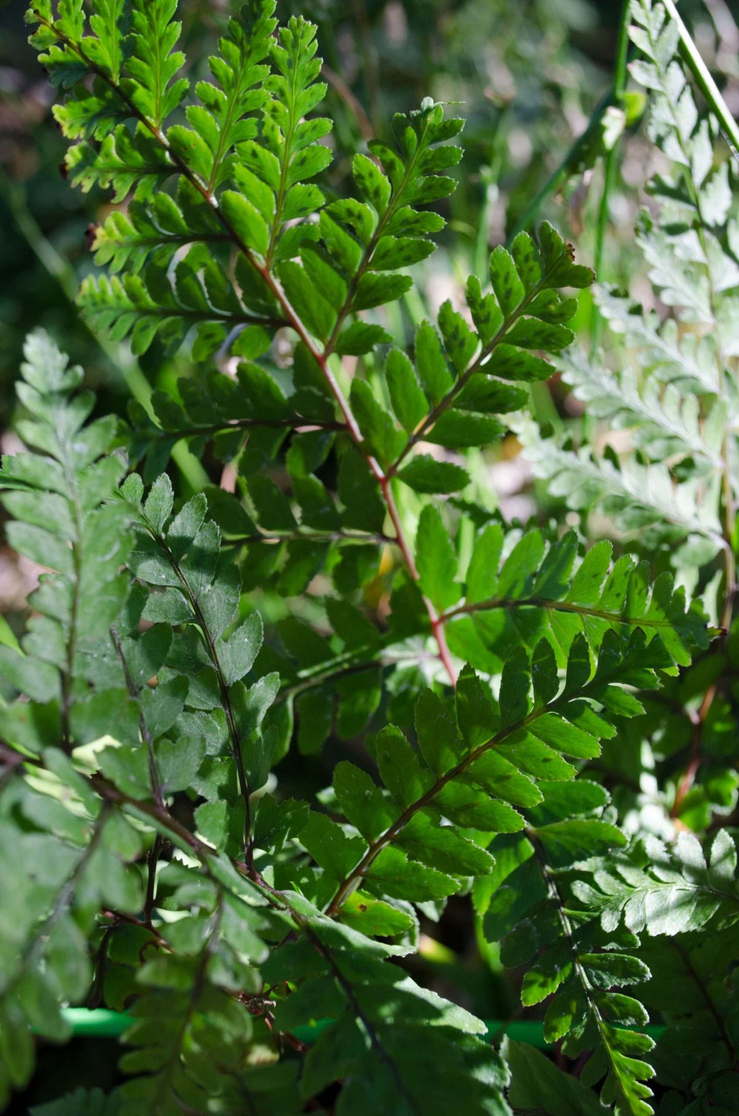 Athyrium otophorum