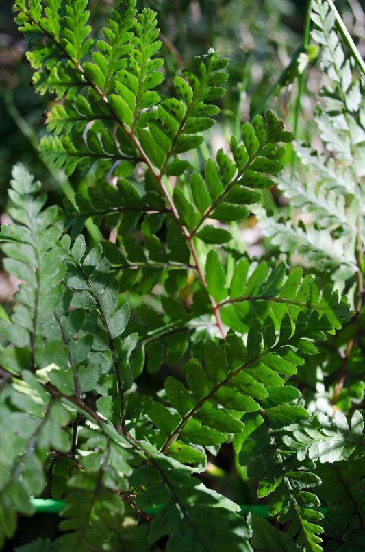 Athyrium otophorum