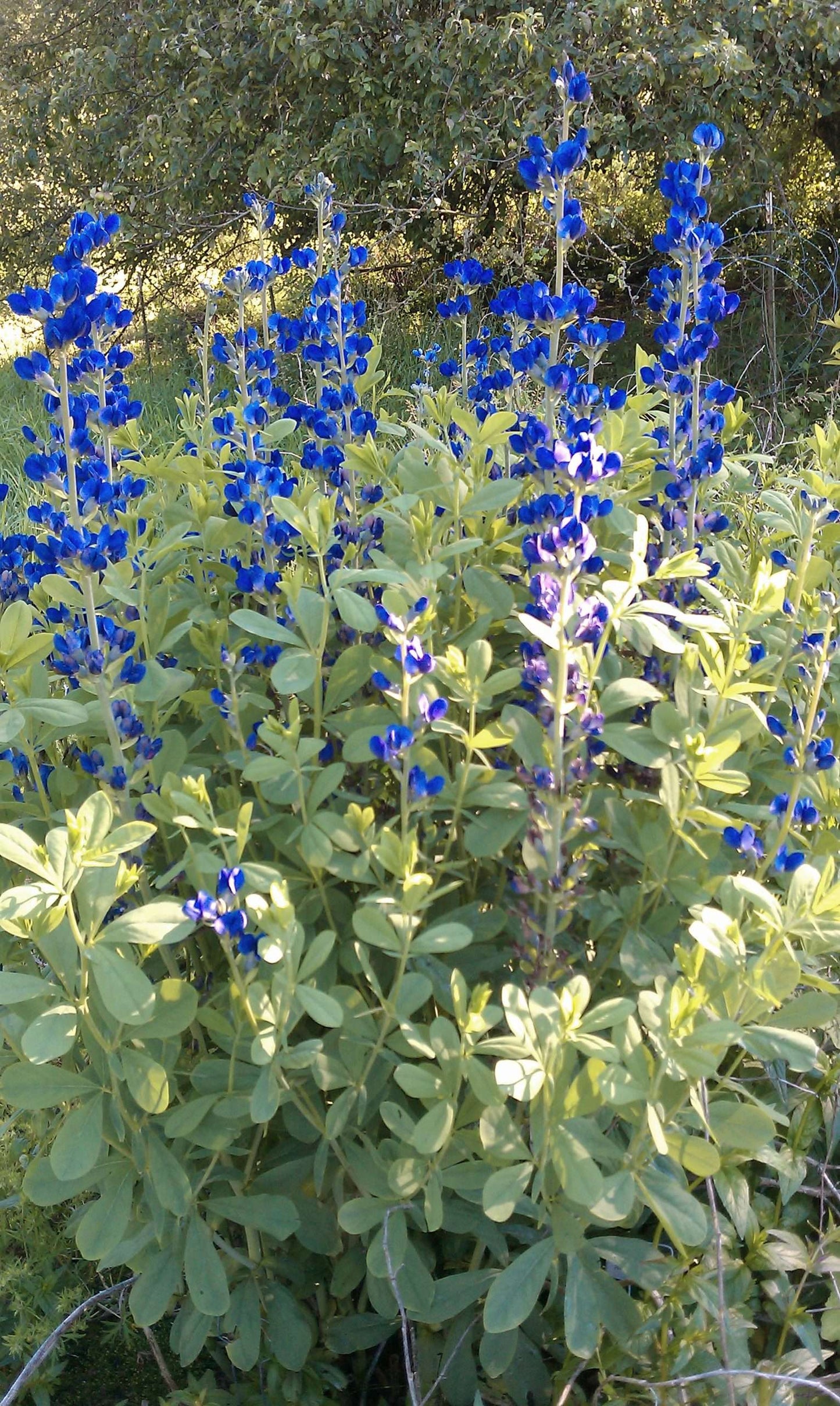 Baptisia australis