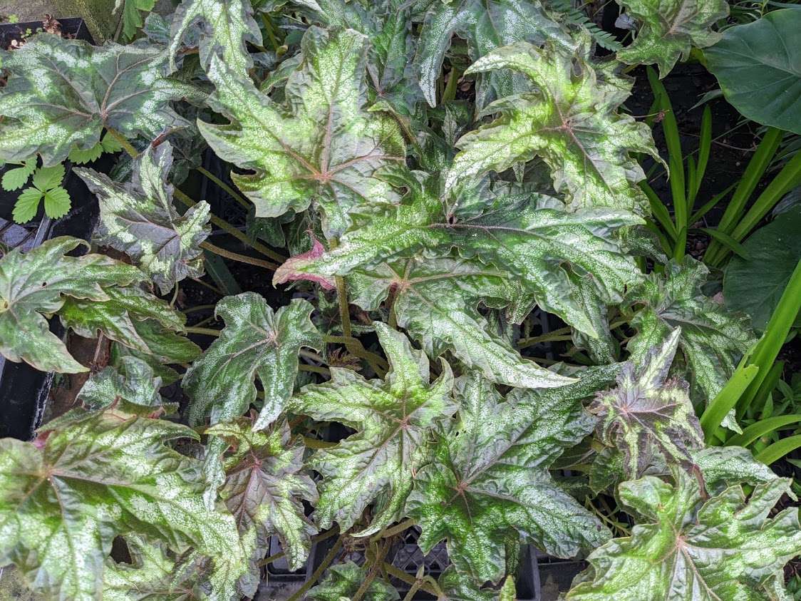 Begonia aff. palmata