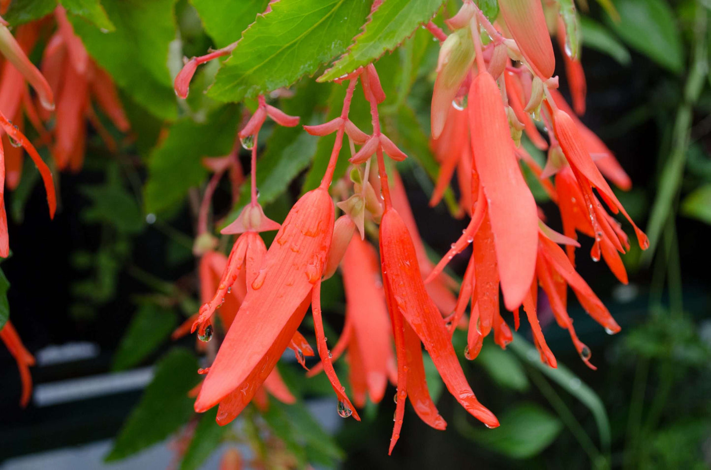 Begonia boliviensis