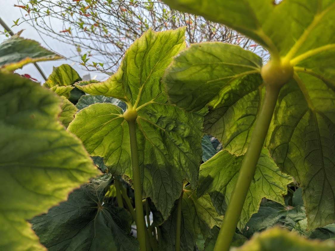 Begonia emiensis