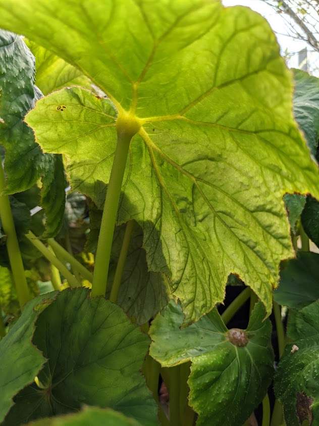 Begonia emiensis