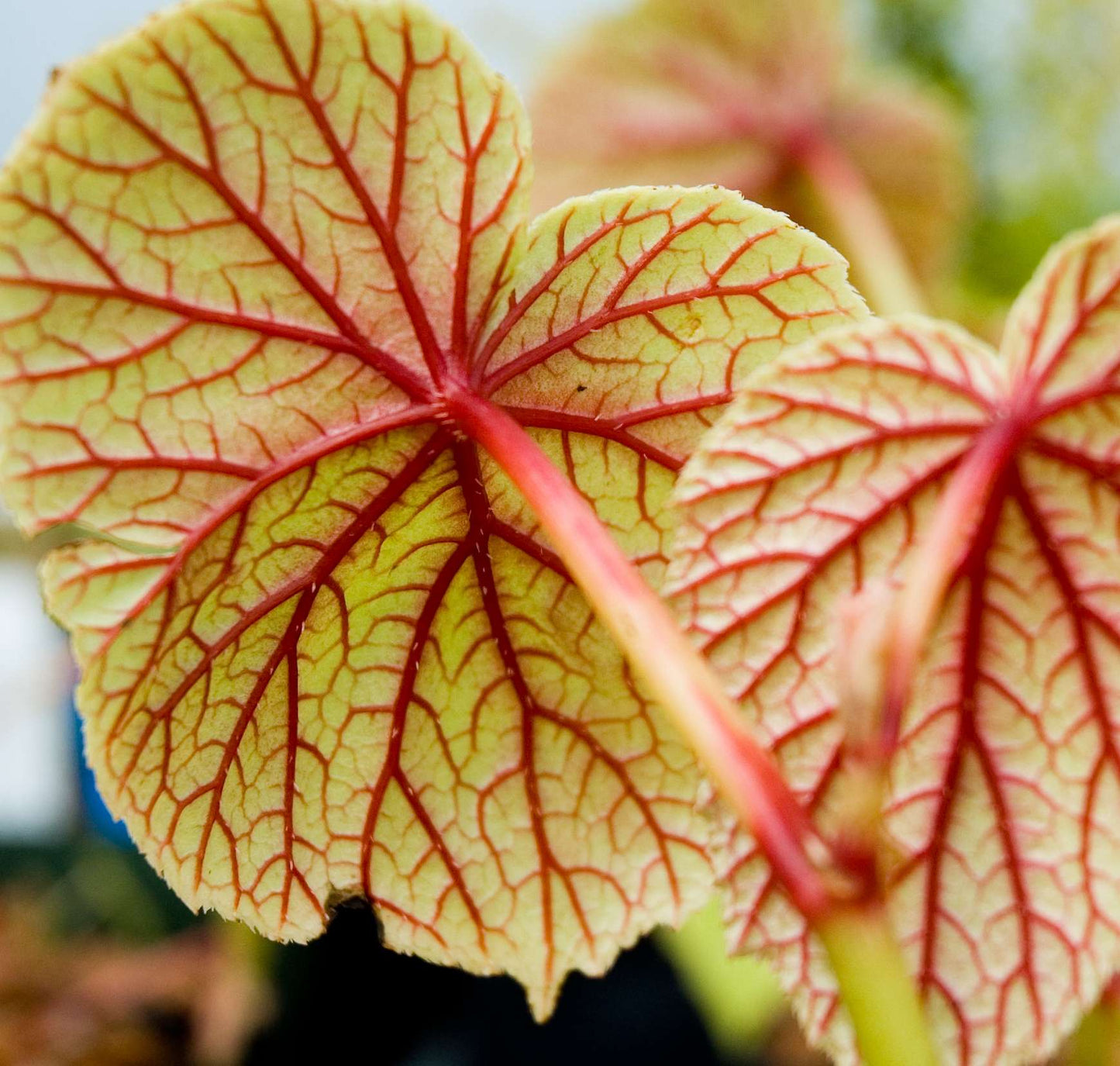 Begonia grandis