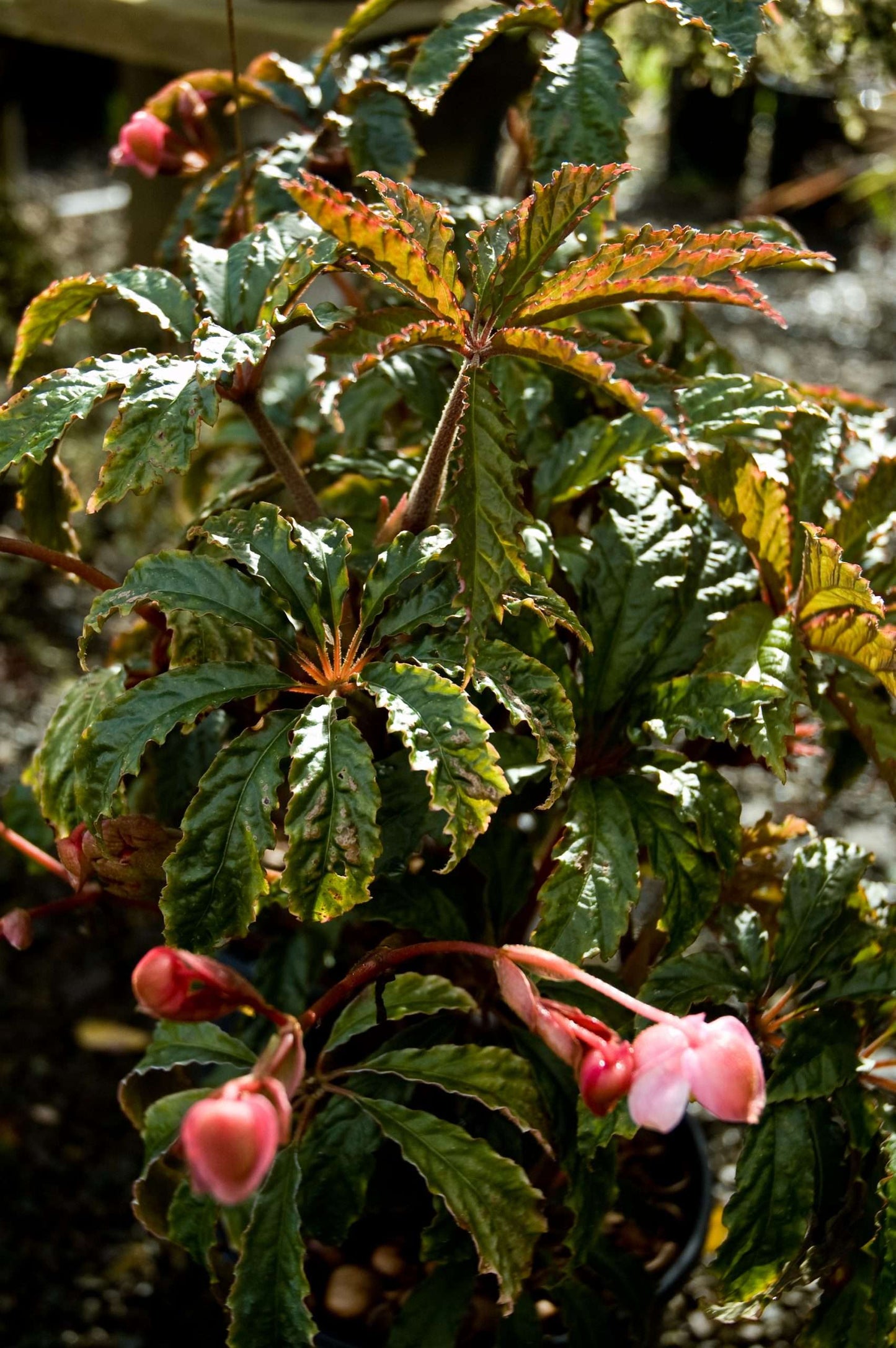 Begonia hemsleyana