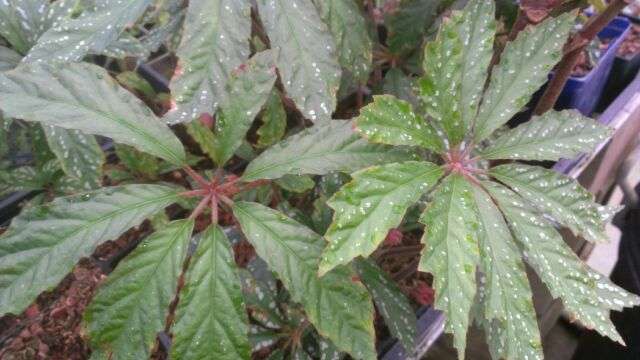 Begonia hemsleyana