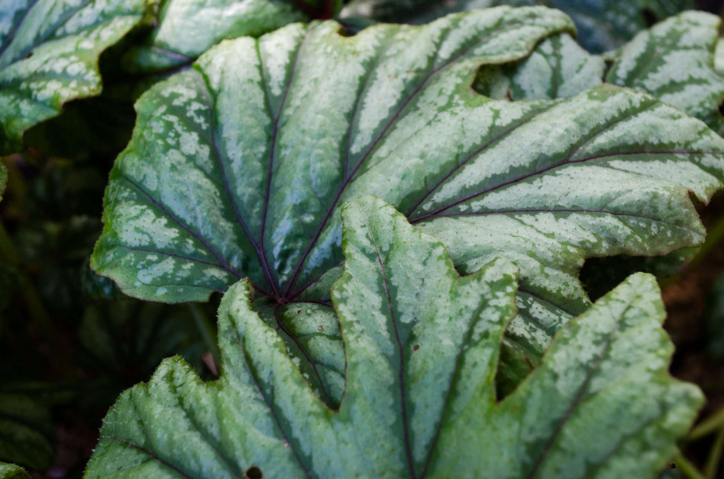 Begonia 'Metallic Mist' PP19567