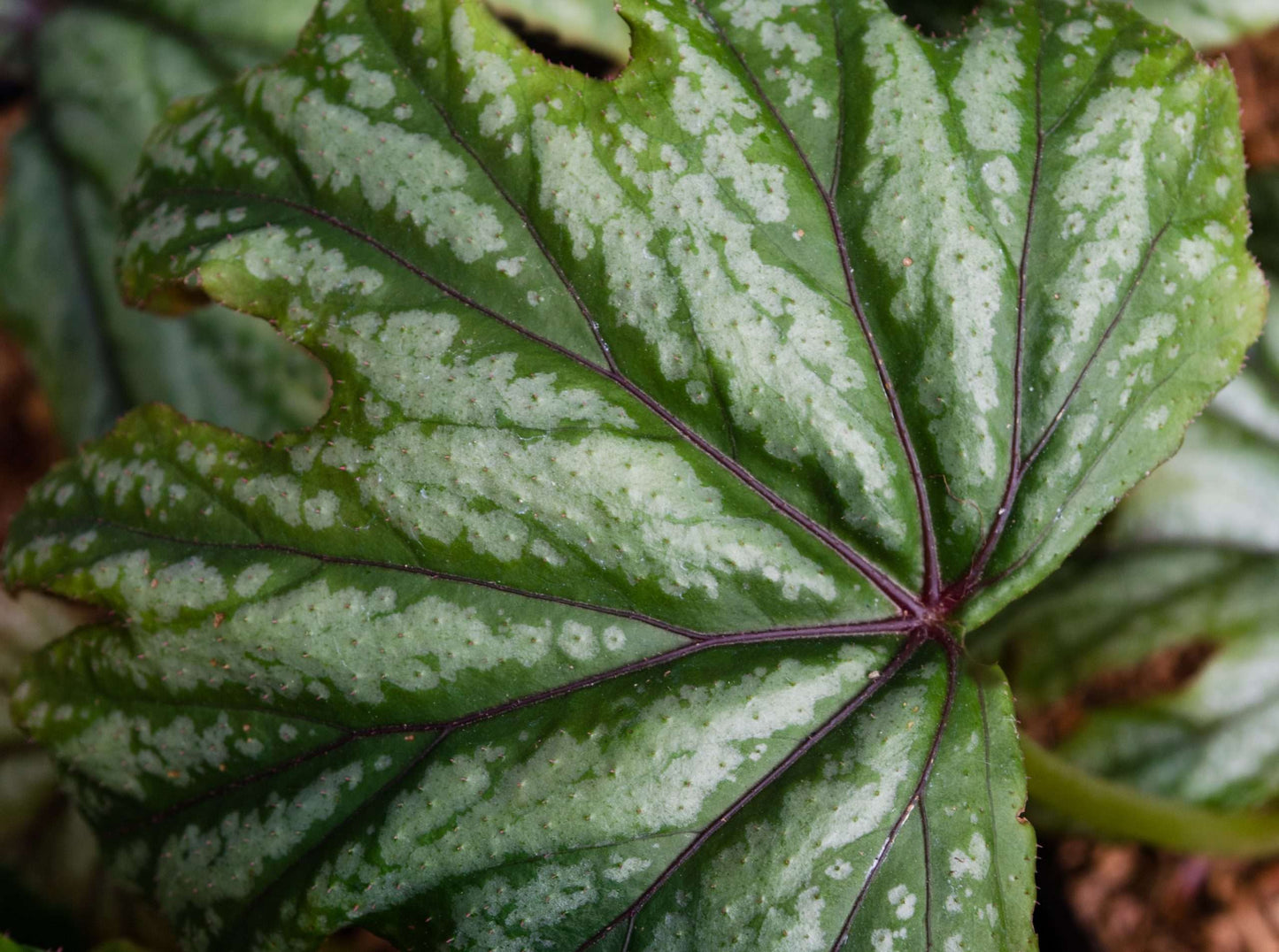 Begonia 'Metallic Mist'