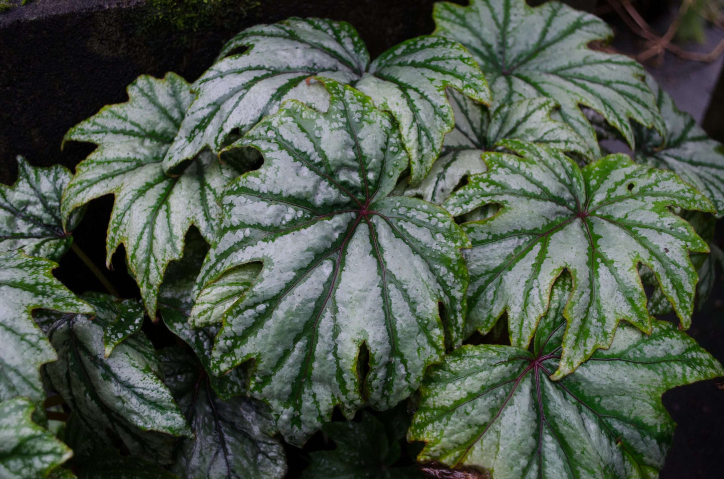 Begonia 'Metallic Mist'