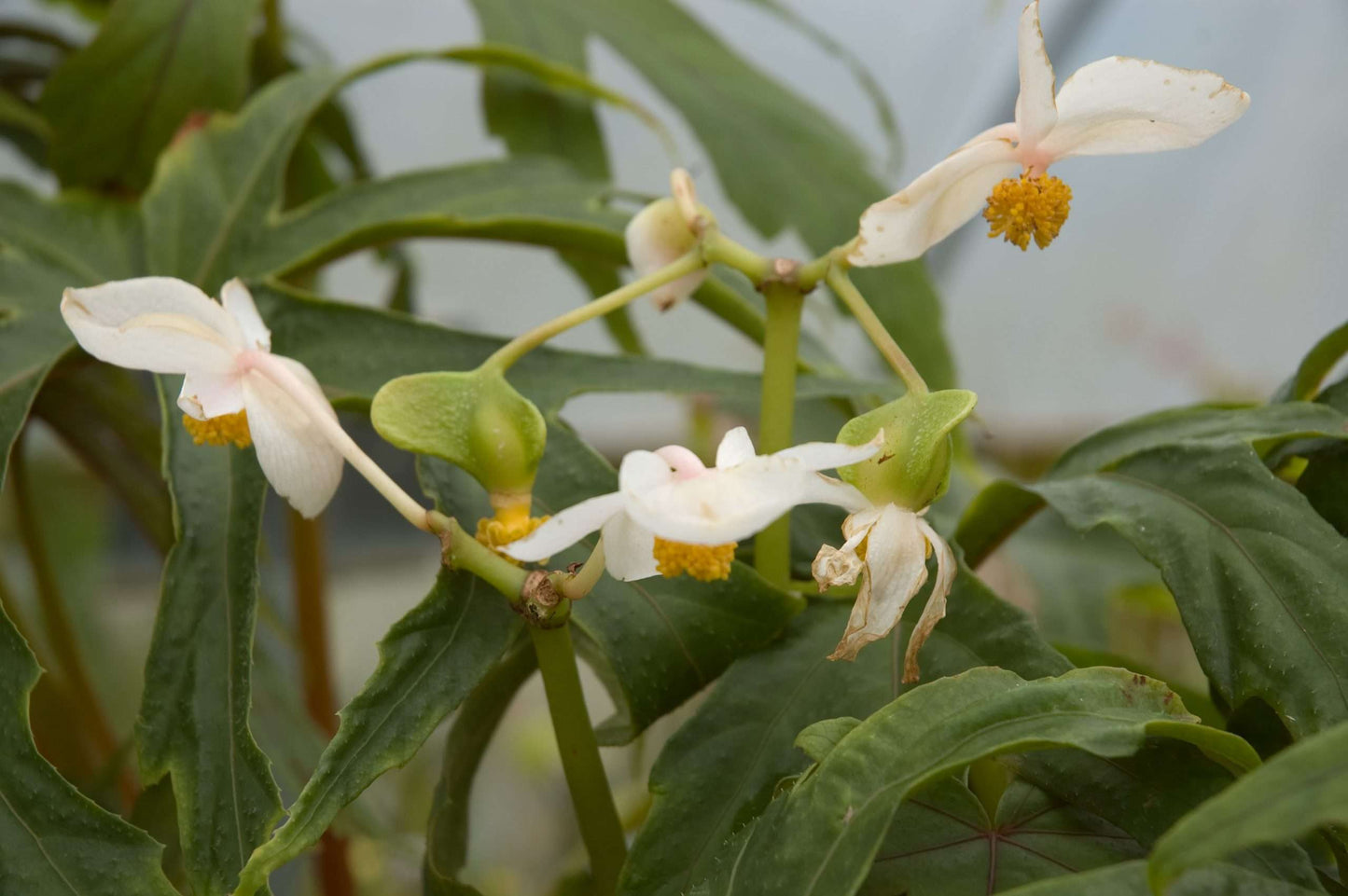 Begonia sp. aff. pedatifida