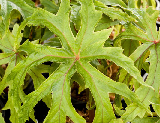 Begonia sp. aff. pedatifida