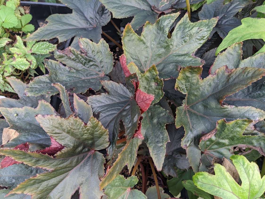 begonia red china