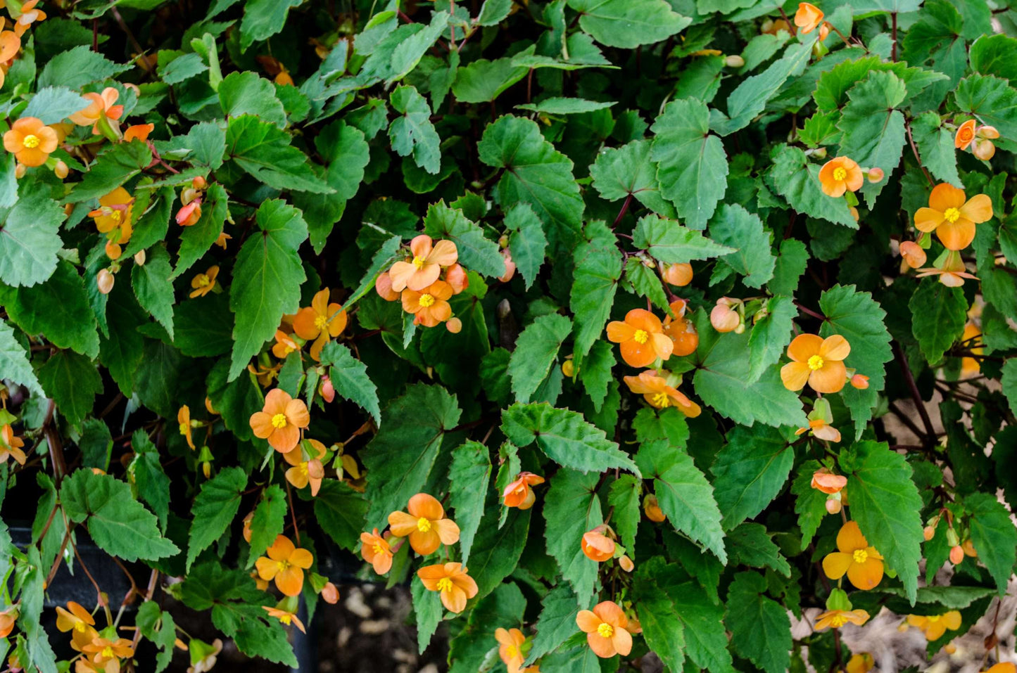 Begonia sutherlandii